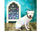 Adopt Jorie K48 8/9/23 a White American Pit Bull Terrier / Mixed dog in San