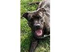 Adopt Fiona a Brindle Pit Bull Terrier / Mixed dog in AUGUSTA, WV (38786806)