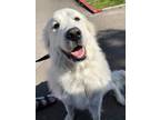 Adopt Nola a White Great Pyrenees / Mixed dog in San Diego, CA (36142696)