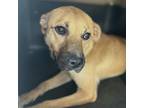 Adopt Trixy a Mixed Breed (Medium) / Mixed dog in Fayetteville, TN (38890046)