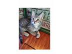 Adopt Fez a Domestic Shorthair / Mixed (short coat) cat in San Jacinto