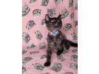 Adopt Tigress a All Black Domestic Shorthair / Mixed (short coat) cat in