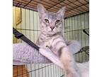 Adopt Mewoses a Gray, Blue or Silver Tabby Domestic Shorthair / Mixed (short