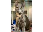 Adopt Gigi a Domestic Shorthair / Mixed (short coat) cat in Vineland