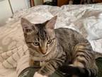 Adopt Oliver a Brown Tabby Tabby / Mixed (short coat) cat in Hainesville
