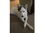 Adopt Yoshi a White - with Black Husky / Mutt / Mixed dog in Wichita