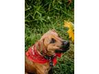 Adopt Bucky a Brindle - with White Mountain Cur / Boxer / Mixed dog in