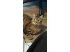 Adopt Tiger a Brown Tabby Domestic Shorthair / Mixed (short coat) cat in