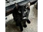 Adopt Blaze Firebolt a All Black Domestic Shorthair / Mixed cat in Mission