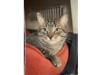 Adopt Simba a Domestic Shorthair / Mixed cat in Salmon Arm, BC (38794259)