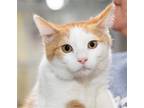 Adopt David a American Bobtail / Mixed cat in Ellijay, GA (38864151)