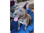 Adopt Cain a Gray/Silver/Salt & Pepper - with White American Pit Bull Terrier /