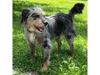 Adopt Truman a Australian Shepherd / Poodle (Miniature) / Mixed dog in Spring