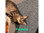 Adopt Paulette a Domestic Short Hair