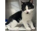 Adopt Pearl a Domestic Shorthair / Mixed cat in Potomac, MD (38622703)