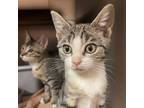 Adopt Happy a Domestic Shorthair / Mixed cat in Hamilton, GA (38863498)