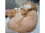 Adopt Pumpkin a Orange or Red (Mostly) Manx / Mixed (medium coat) cat in Amelia