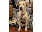 Adopt Zoey a Labrador Retriever / Shepherd (Unknown Type) / Mixed dog in