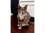 Adopt Brigid a Calico or Dilute Calico Calico / Mixed (medium coat) cat in Los