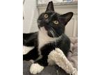 Adopt Jones a Gray or Blue Turkish Van / Mixed (short coat) cat in Long Beach