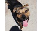 Adopt Kona a Pit Bull Terrier / Shepherd (Unknown Type) / Mixed dog in Napa