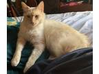 Adopt Hermes a Orange or Red (Mostly) Siamese / Mixed (long coat) cat in