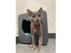 Adopt Moon a Gray or Blue (Mostly) Domestic Shorthair / Mixed cat in