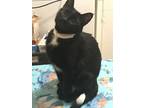 Adopt Nikki a Black (Mostly) Domestic Shorthair / Mixed (short coat) cat in