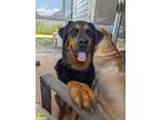 Adopt Grace a Black - with Brown, Red, Golden, Orange or Chestnut Rottweiler /