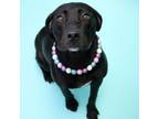 Adopt Suzy a Black Labrador Retriever / Coonhound / Mixed dog in Rehoboth Beach