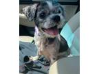 Adopt Liberty Rose a Shih Tzu / Mixed dog in Bloomington, IL (38908286)