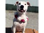 Adopt Rowena a White - with Tan, Yellow or Fawn American Staffordshire Terrier /