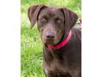 Adopt Ocean a Brown/Chocolate Labrador Retriever / Mixed dog in Miami