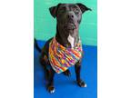 Adopt Mouser a Pit Bull Terrier / Labrador Retriever / Mixed dog in Lexington