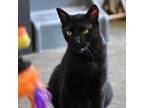 Adopt Brady a All Black Domestic Shorthair / Mixed cat in North Hollywood