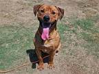 Adopt YELLER a Labrador Retriever / Mixed dog in Tustin, CA (38881069)