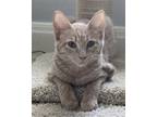 Adopt Creamsicle a Cream or Ivory Domestic Shorthair / Mixed cat in Drippings