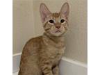 Adopt Sorbetto a Orange or Red Tabby Domestic Shorthair / Mixed cat in Drippings
