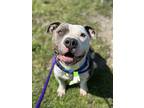 Adopt Hammy II 38 a Gray/Blue/Silver/Salt & Pepper American Pit Bull Terrier /