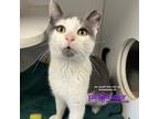 Adopt Mr. Meowgi a Domestic Shorthair / Mixed cat in Birdsboro, PA (38812744)