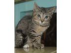 Adopt Loiuse a Gray or Blue Domestic Shorthair / Domestic Shorthair / Mixed cat