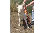 Adopt Josie/cloud* a Shepherd (Unknown Type) / Mixed dog in Pomona