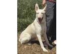 Adopt Gelato* a Shepherd (Unknown Type) / Mixed dog in Pomona, CA (38653279)