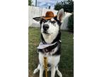 Adopt Doc* a Siberian Husky / Mixed dog in Pomona, CA (38776204)
