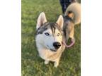 Adopt Nico a Siberian Husky / Mixed dog in Tulare, CA (38755718)
