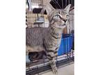 Adopt Sunday Rose a Gray, Blue or Silver Tabby Domestic Shorthair / Mixed (short