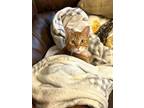 Adopt Sheldon a Orange or Red (Mostly) Domestic Shorthair / Mixed (short coat)