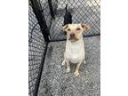 Adopt Beau a Tan/Yellow/Fawn Labrador Retriever / Mixed dog in Sylva
