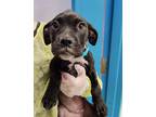 Adopt Mixie a Black Boxer / Mixed dog in Gulfport, MS (38617675)