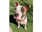 Adopt Tiramisu a White American Pit Bull Terrier / Mixed dog in Valley View